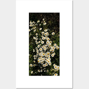 Daisies Posters and Art